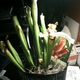 Illustration for article titled Notebook Dump: Ghost Trick, Carnivorous Plants, Dragon Age Done